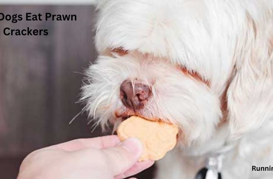 Can Dogs Eat Prawn Crackers