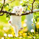 The Fascinating World of Cat Wallpapers: A Guide to wallpaper= cat