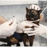 Vaccination is must for your cats.