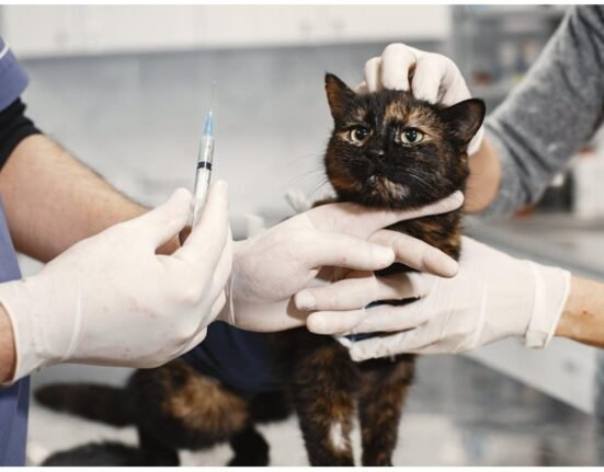 Vaccination is must for your cats.