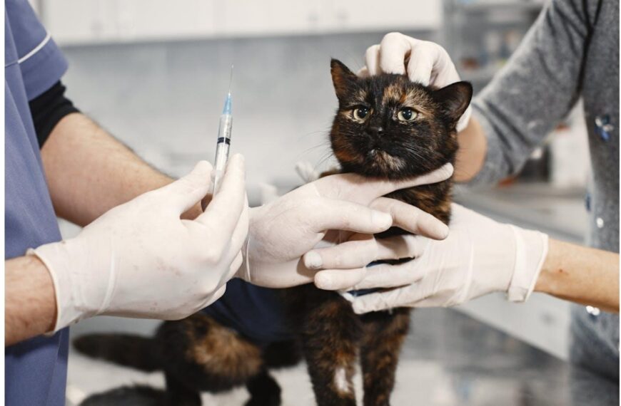 Vaccination is must for your cats.