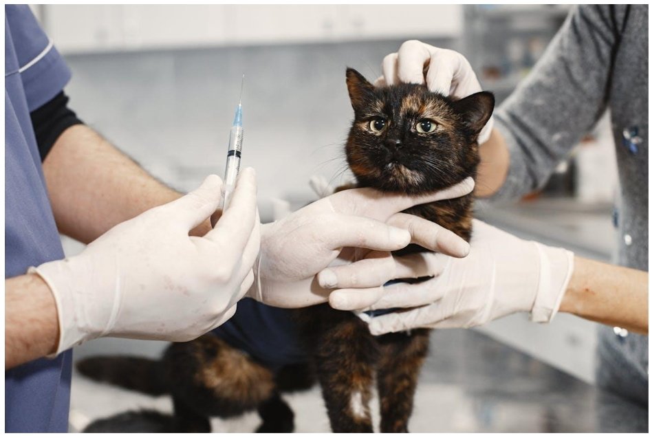 Vaccination is must for your cats.