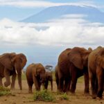 How Much Money Does the Amboseli Trust for Elephants Cost?