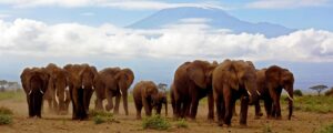 How Much Money Does the Amboseli Trust for…
