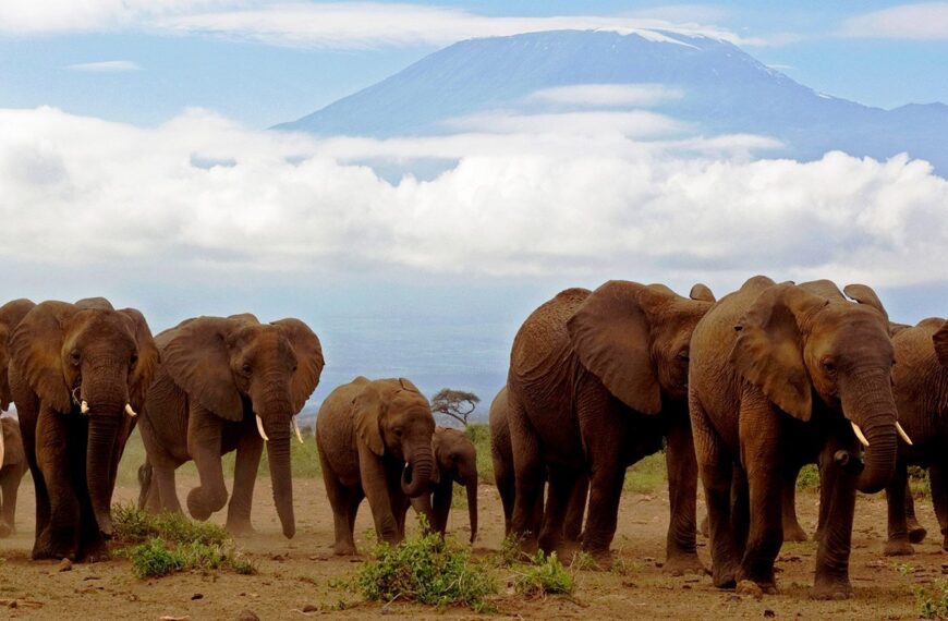 How Much Money Does the Amboseli Trust for Elephants Cost?