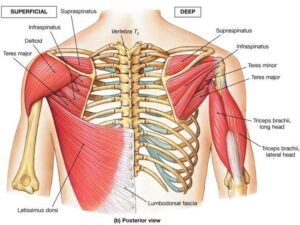 WellHealth: How to Build Muscle: Comprehensive Guide