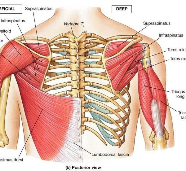 WellHealth: How to Build Muscle: Comprehensive Guide