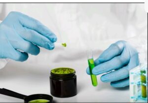 Guidelines For Beginners: How To Buy Green Maeng…