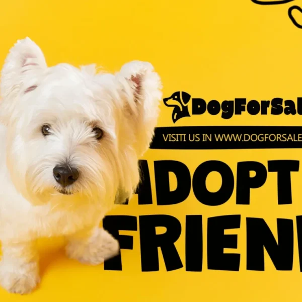 Should You Buy or Adopt a Dog? A…