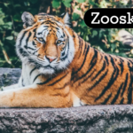 Everything You Need to Know About Zooskooñ: The Ultimate Guide