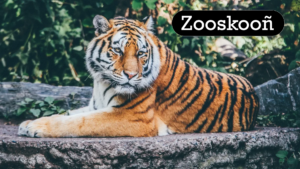 Everything You Need to Know About Zooskooñ: The…