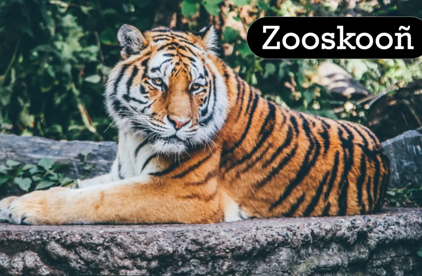 Everything You Need to Know About Zooskooñ: The Ultimate Guide