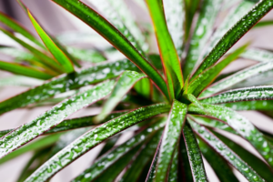 why is a red edge dracaena a dicot